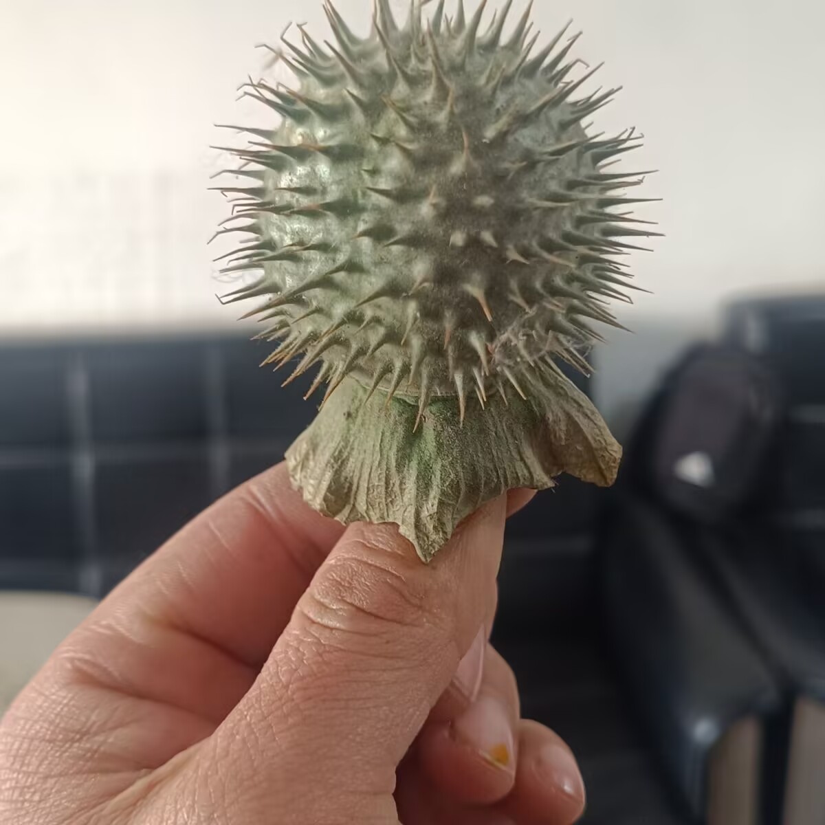 Hoogwaardige natuurlijke gedro - Potpourri Dried Flower recensie en prijs